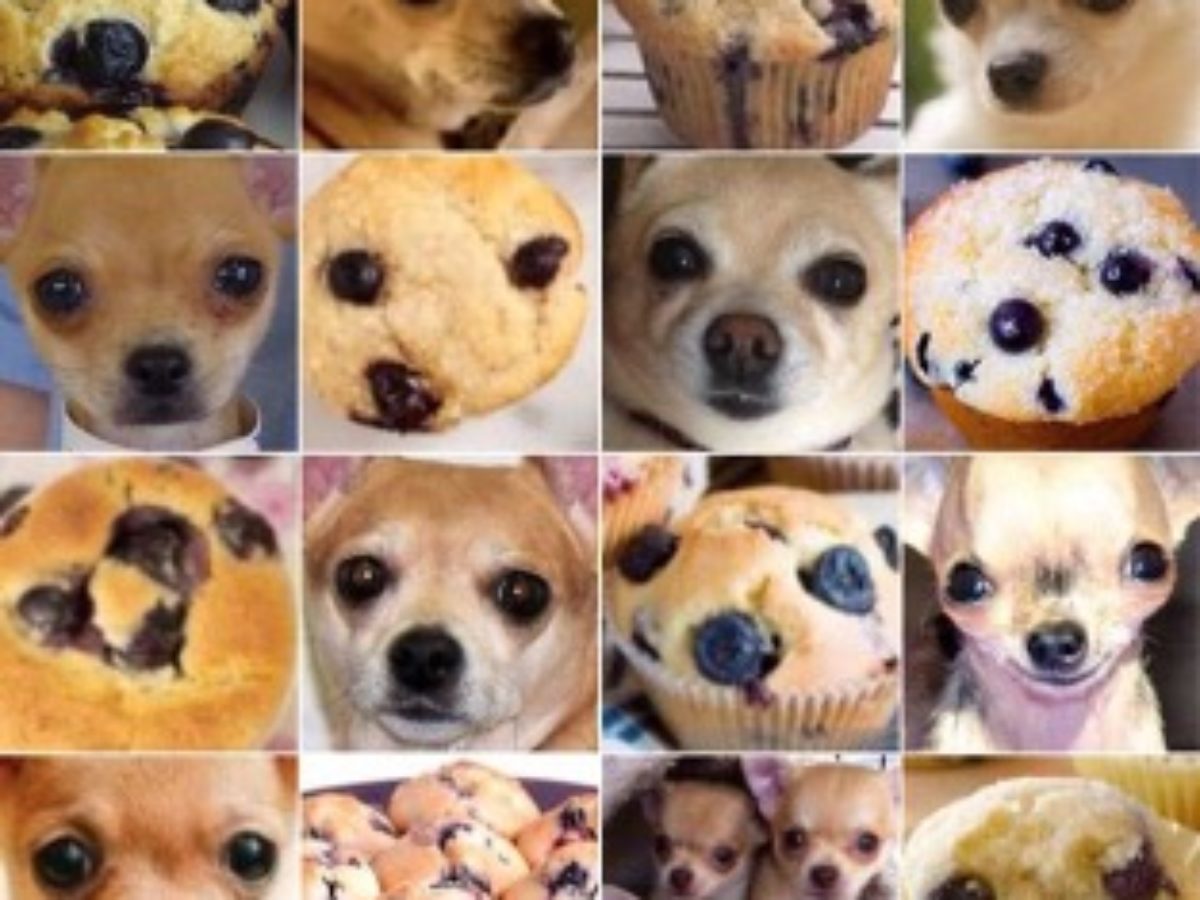 are blueberry muffins good for dogs